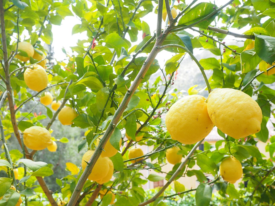 Получите большое количество лимонов, используя только 1 семя