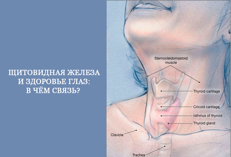 Болела щитовидной железой. Болит щитовидная железа. Может ли болеть щитовидная железа. Где находится щитовидная железа фото. Мышцы щитовидной железы.